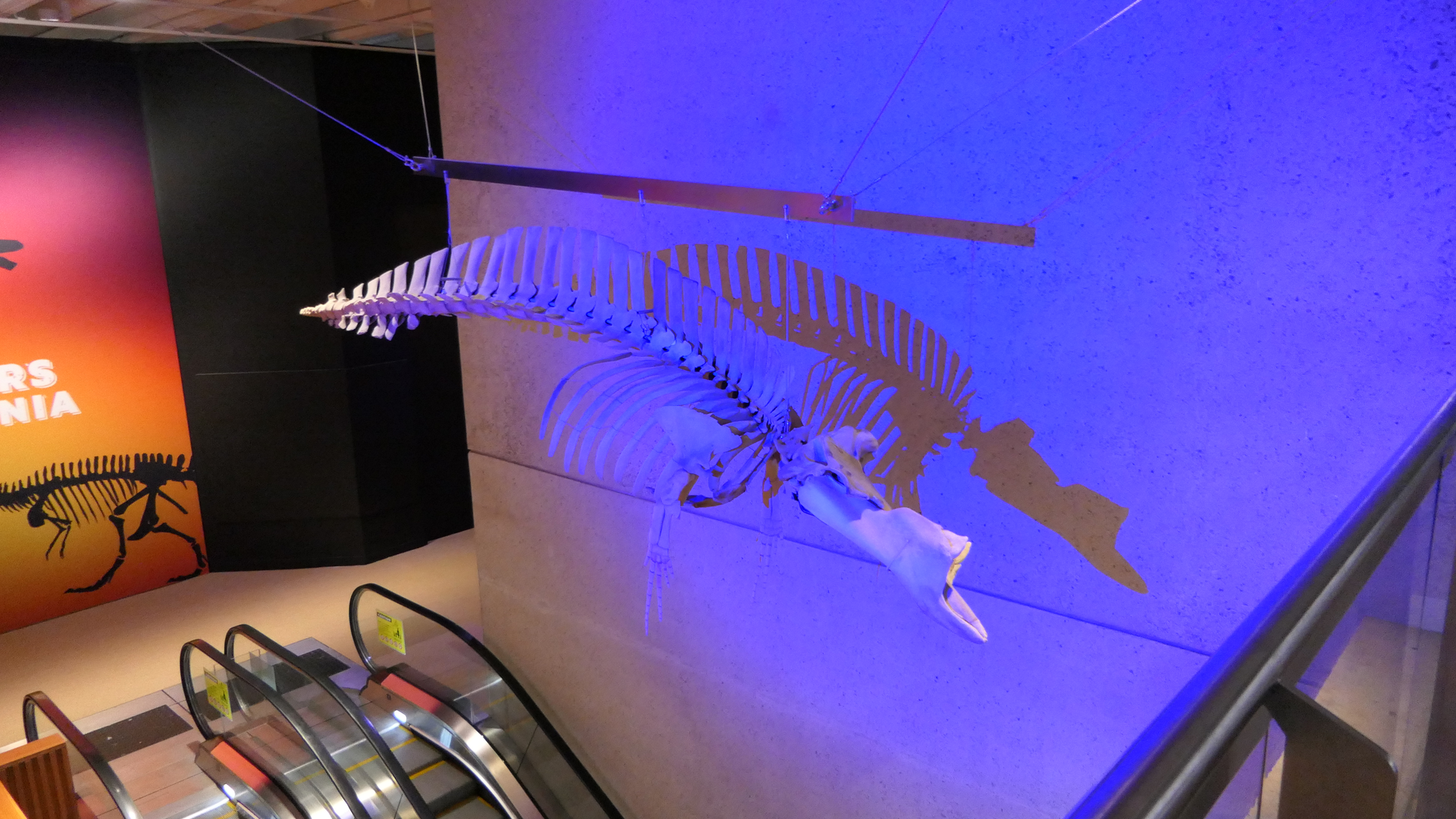 Blainville's Beaked Whale