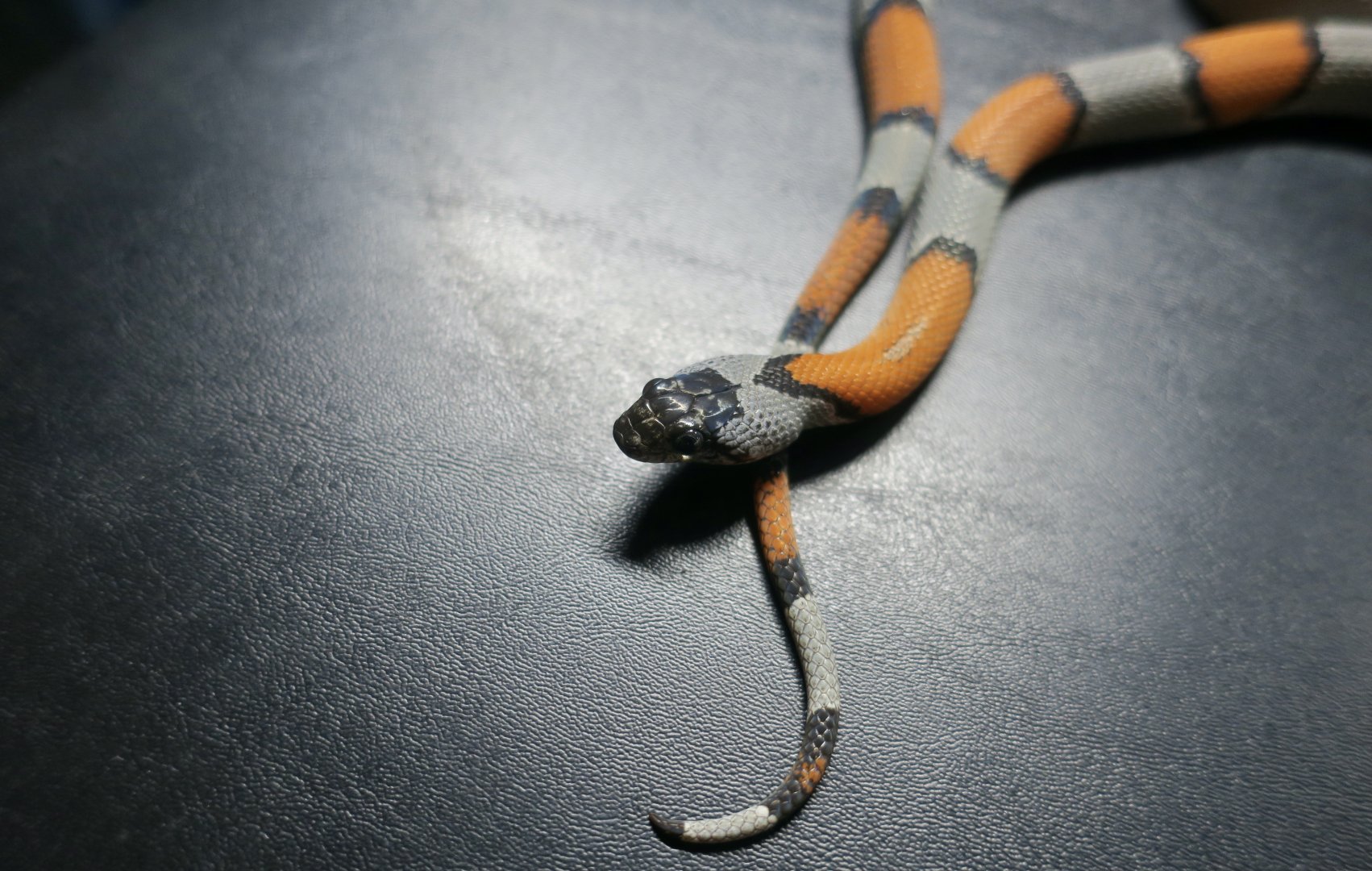 Blair's Kingsnake (Lampropeltis alterna)