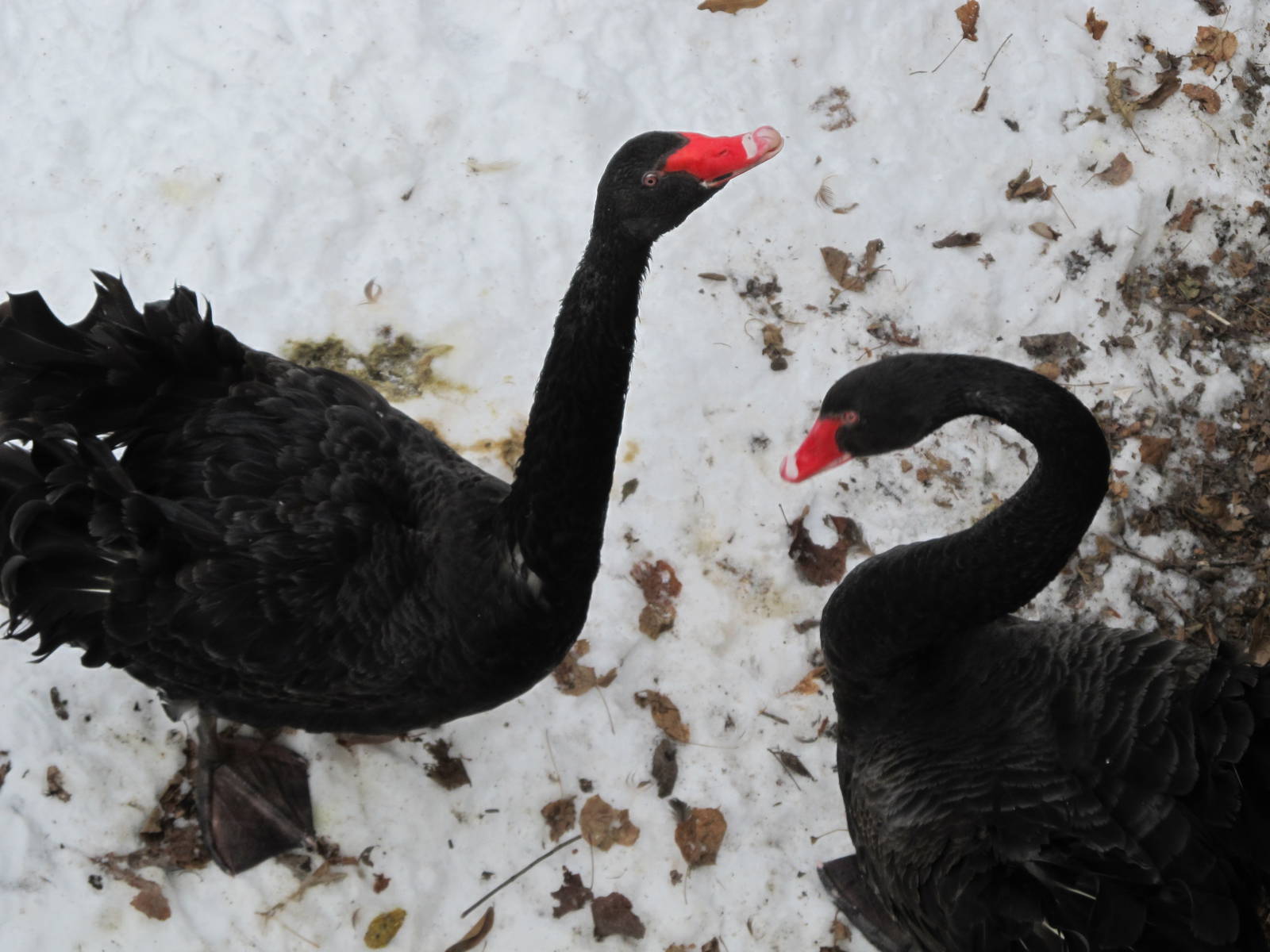 Blak Swans