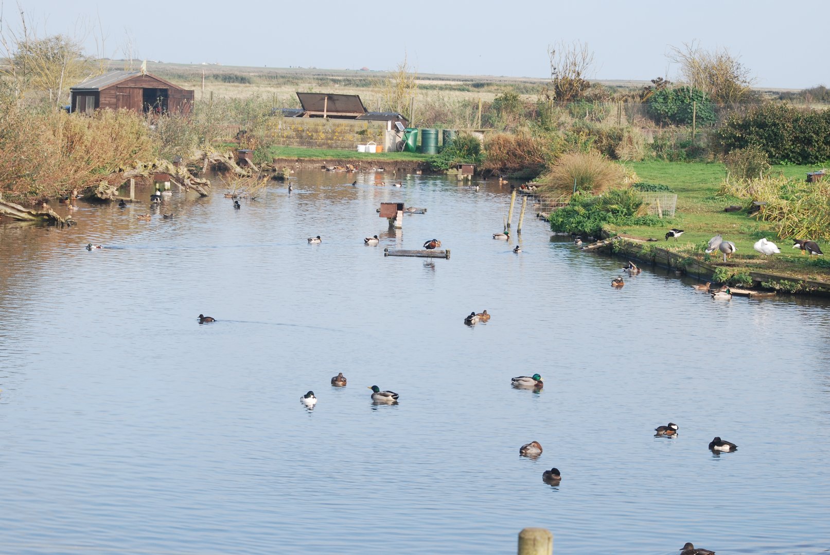 Blakeney Conservation Duck Pond enclosure view