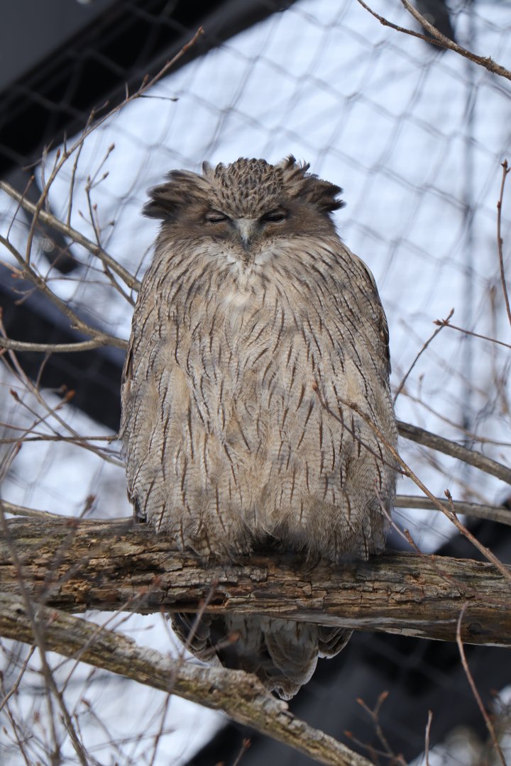 Blakiston's fish owl (Bubo blakistoni blakistoni)