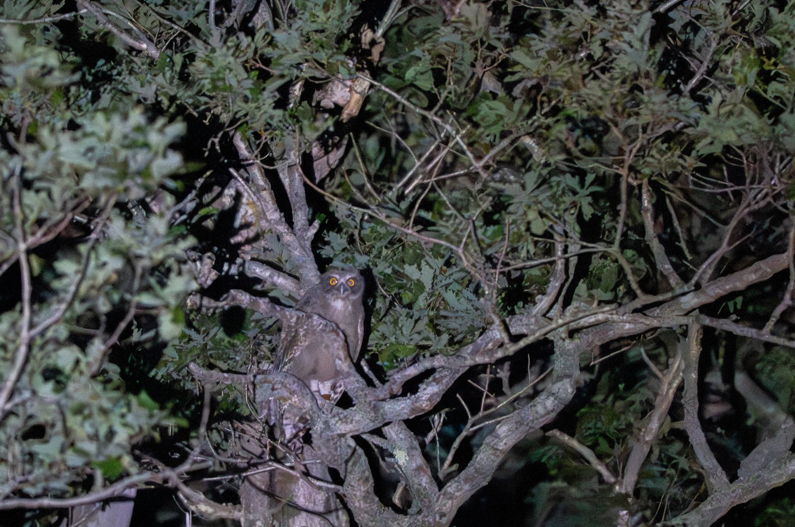 Blakiston's Fish Owl ~ Hokkaido