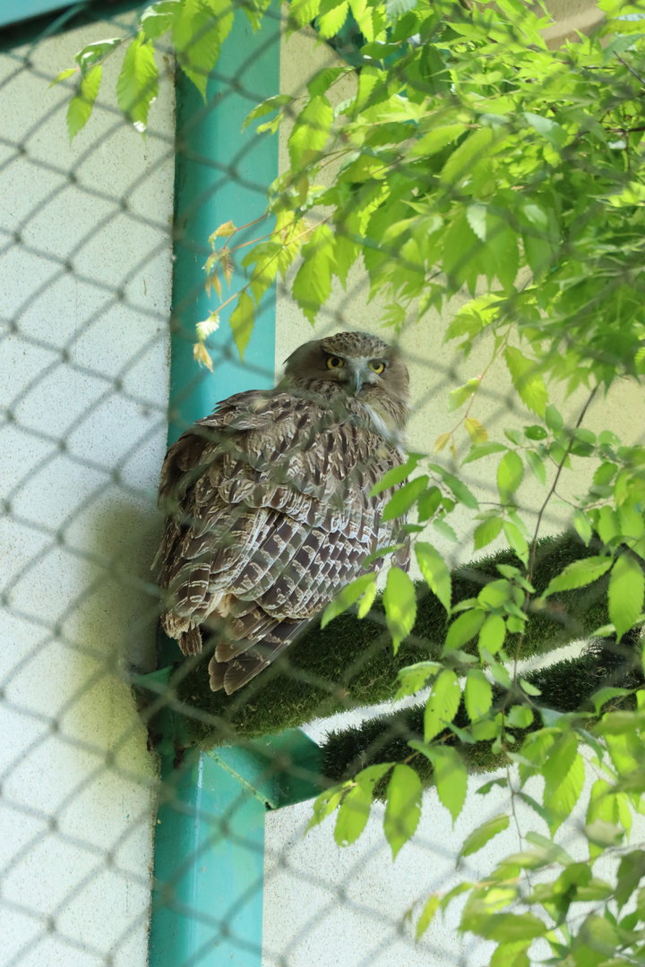 Blakiston's fish owl (Ketupa blakistoni blakistoni)