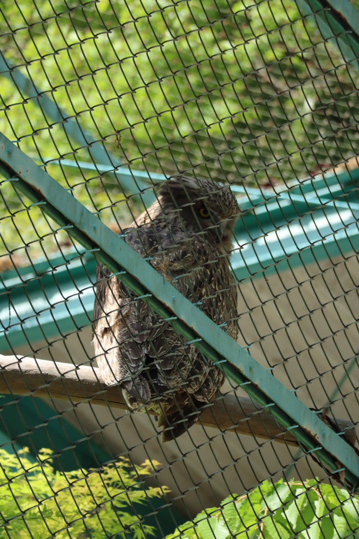 Blakiston's fish owl (Ketupa blakistoni blakistoni)