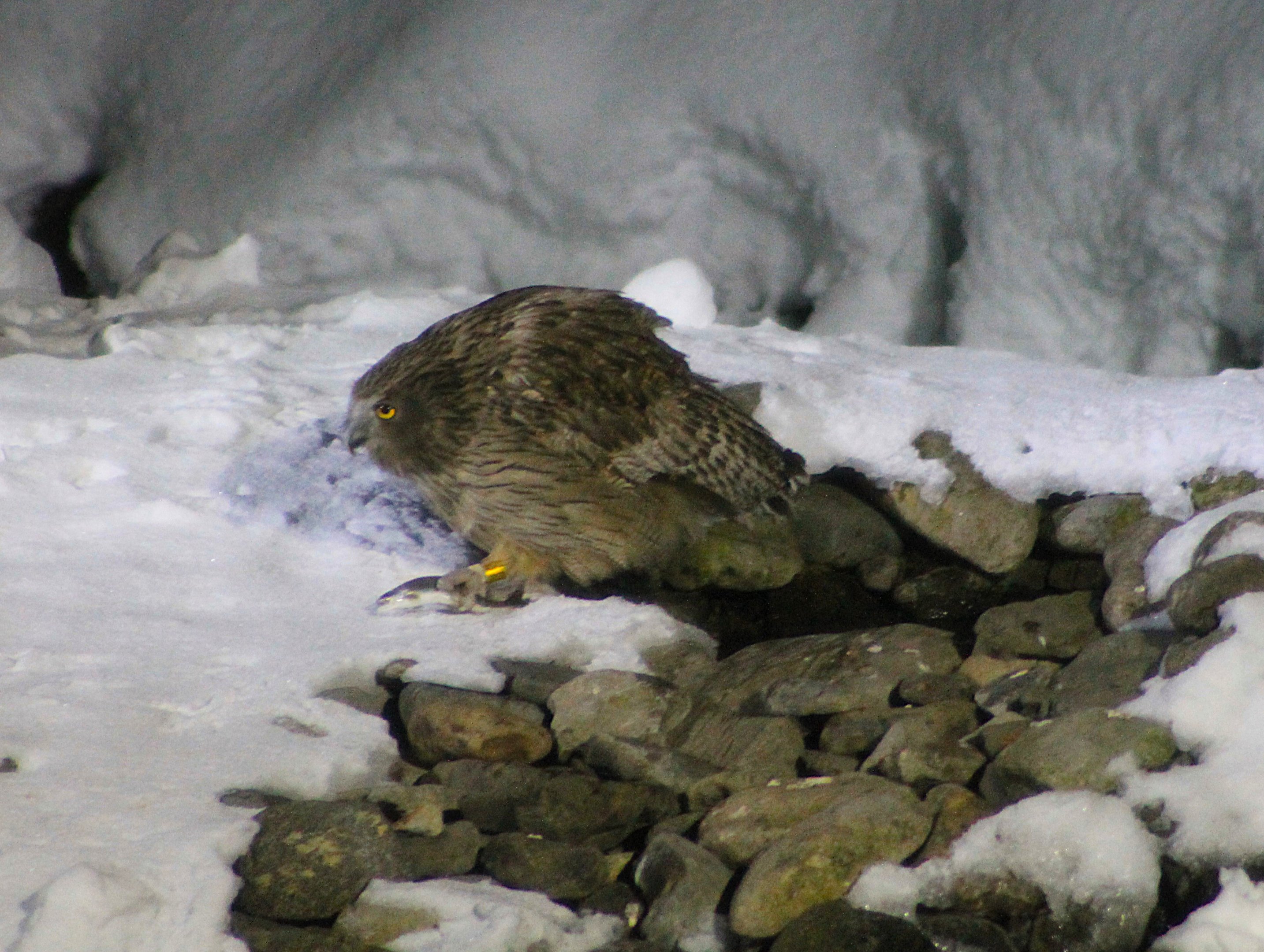 Blakiston's Fish Owl (Ketupa blakistoni)