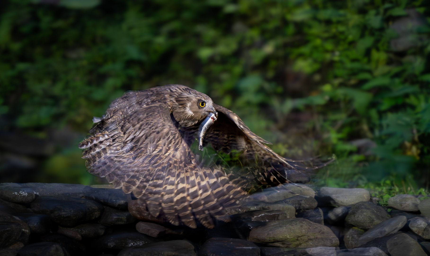 Blakiston's Fish Owl ~ Rausu, Hokkaido