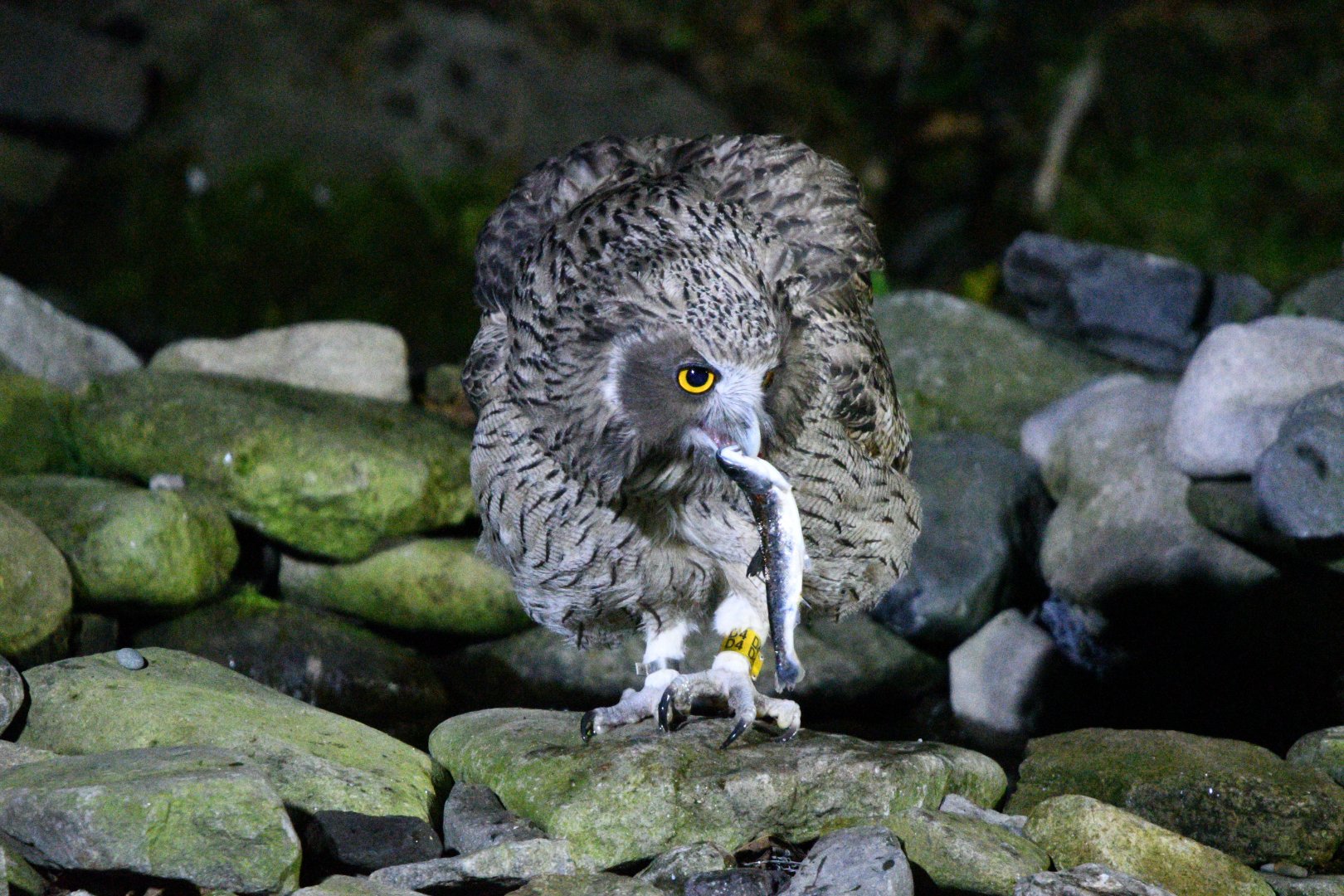 Blakiston's Fish owl ~ Washi no Yado