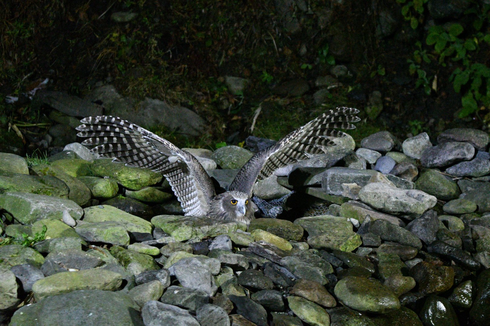 Blakiston's Fish owl ~ Washi no Yado