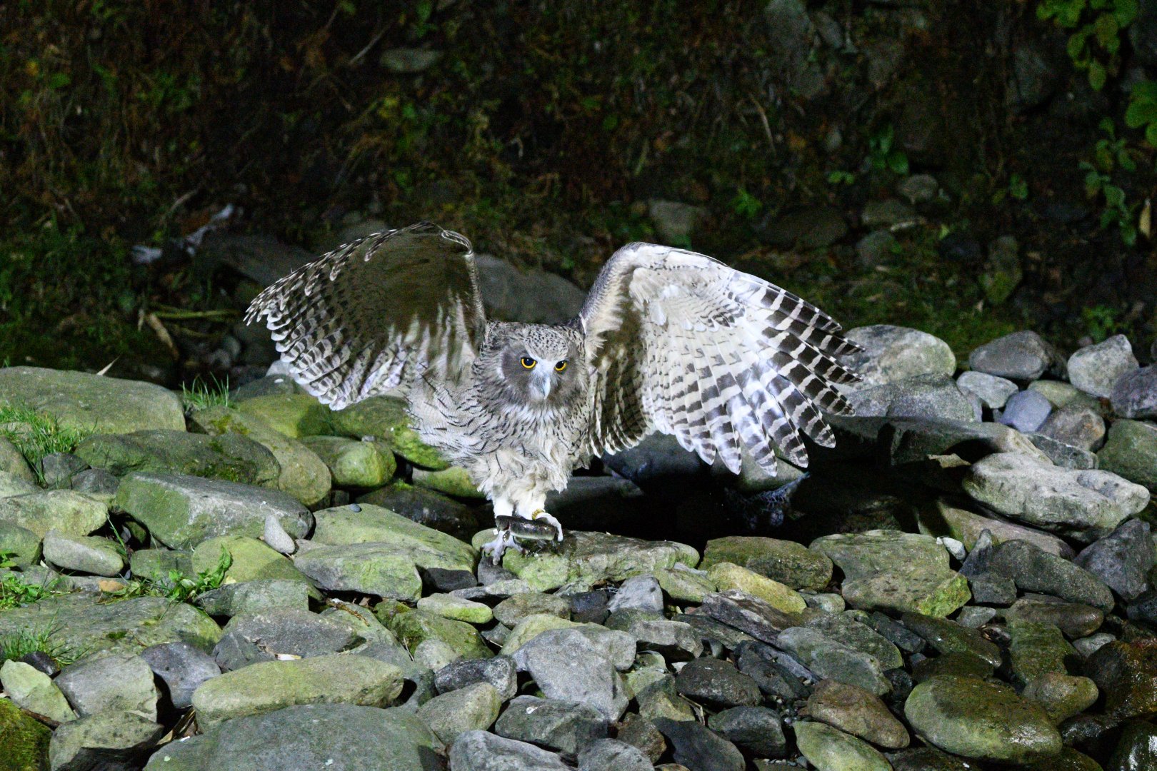 Blakiston's Fish Owl ~ Washi no Yado