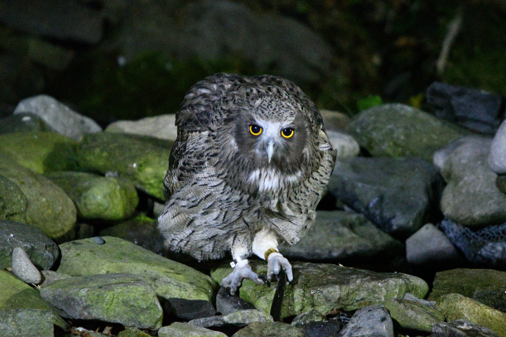 Blakiston's Fish Owl ~ Washi no Yado