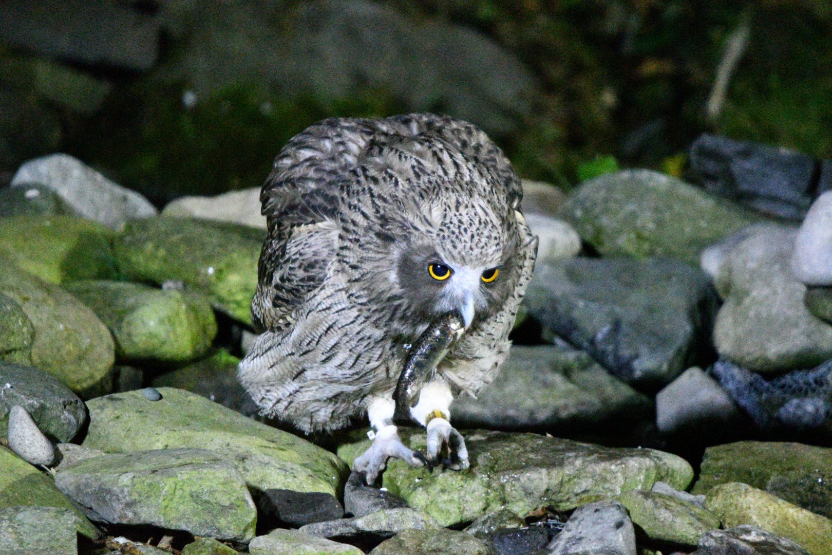 Blakiston's Fish Owl ~ Washi no Yado
