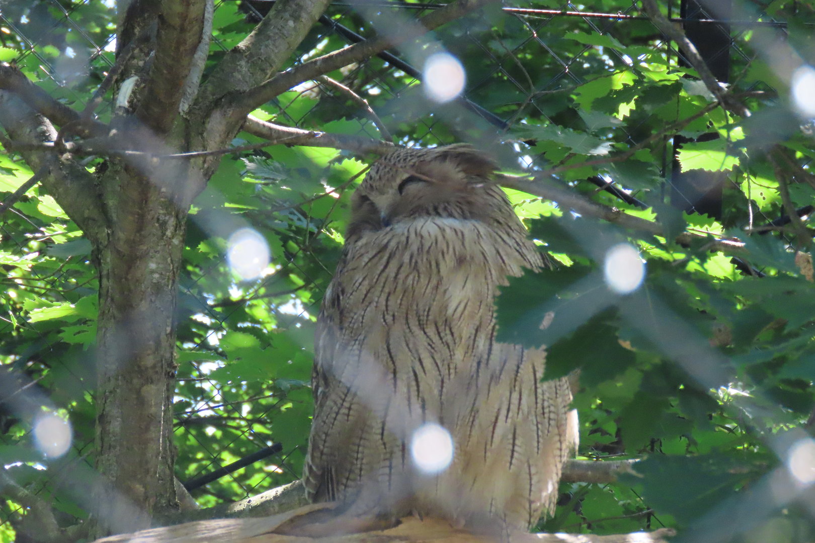 Blakiston's fish owl