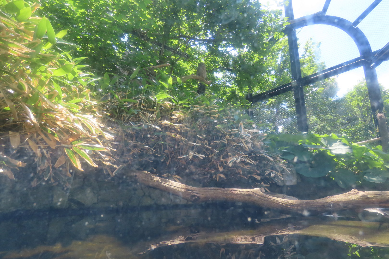 Blakiston's fish owl