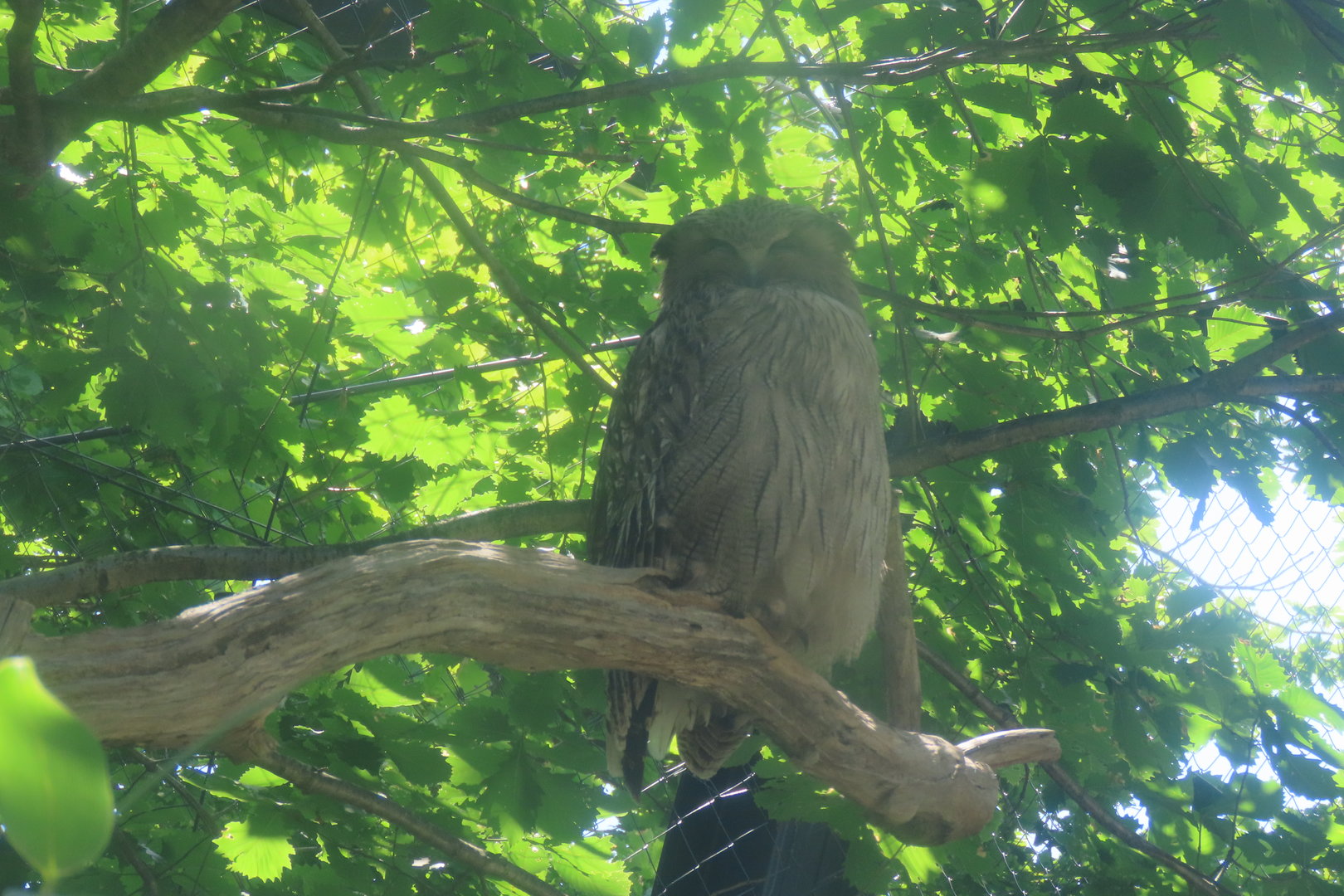 Blakiston's fish owl