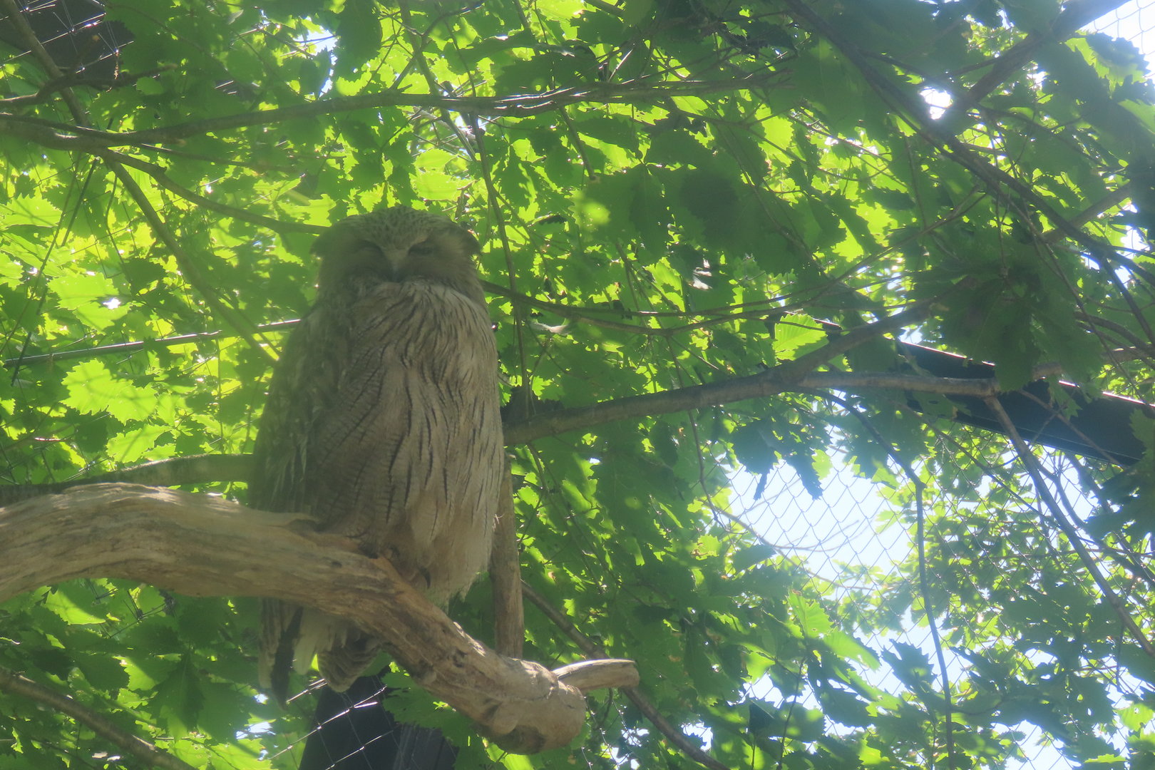Blakiston's fish owl