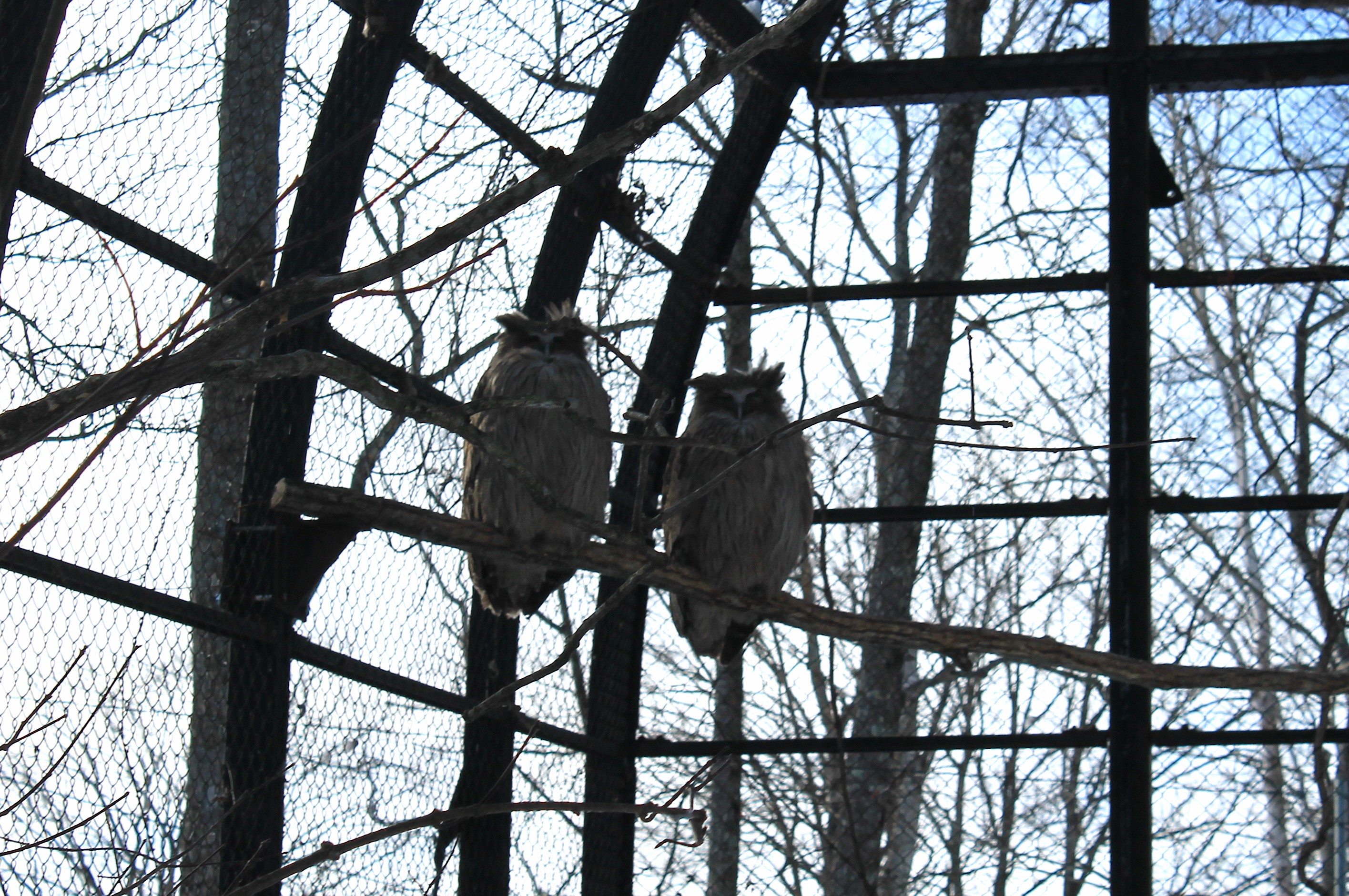 Blakiston's Fish Owls, Kushiro Zoo