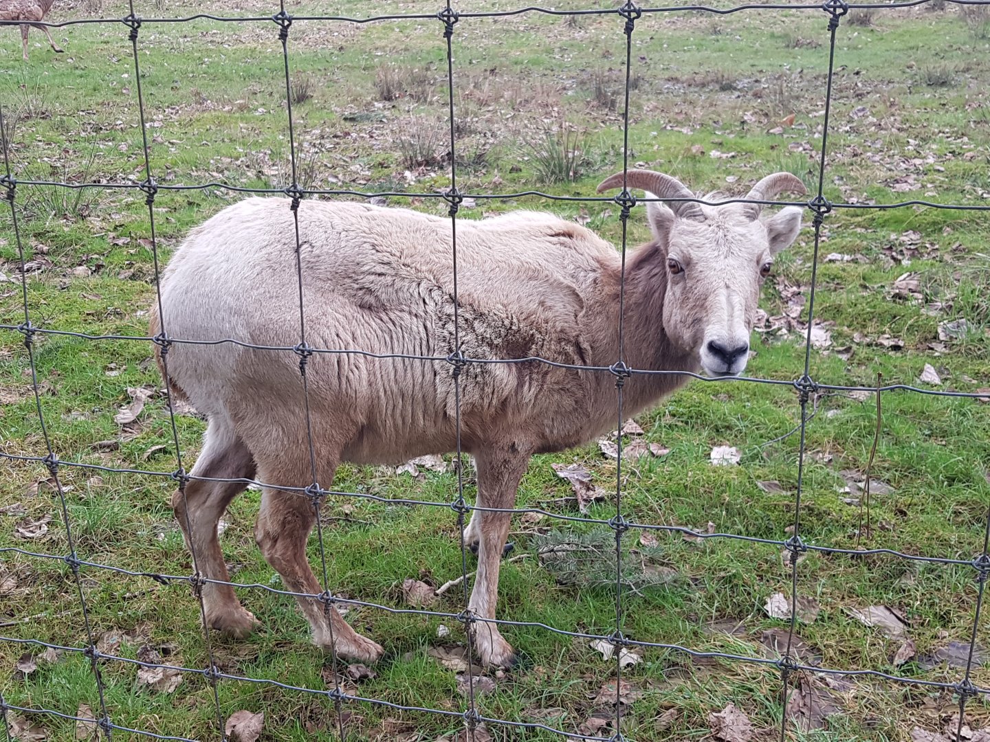 Blanca (Bighorn Sheep)