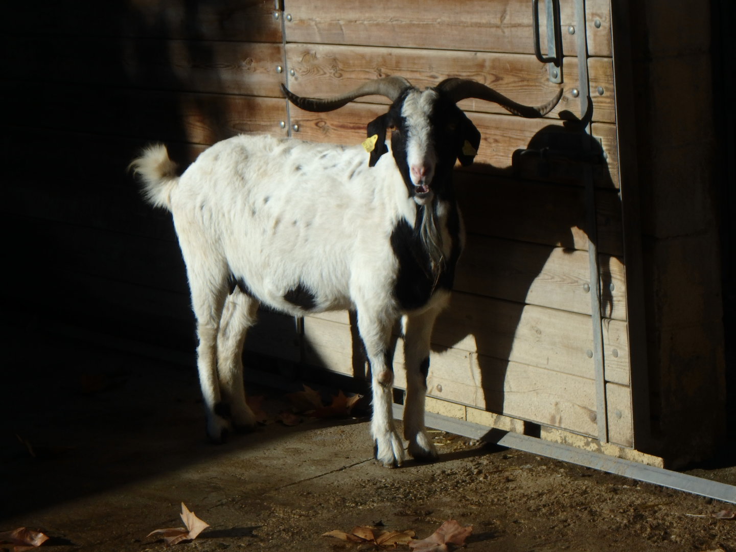 Blanca de Rasquera goat