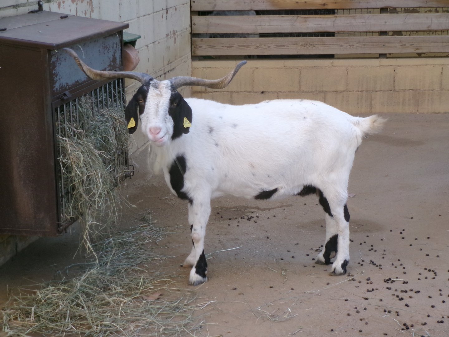 Blanca de Rasquera goat