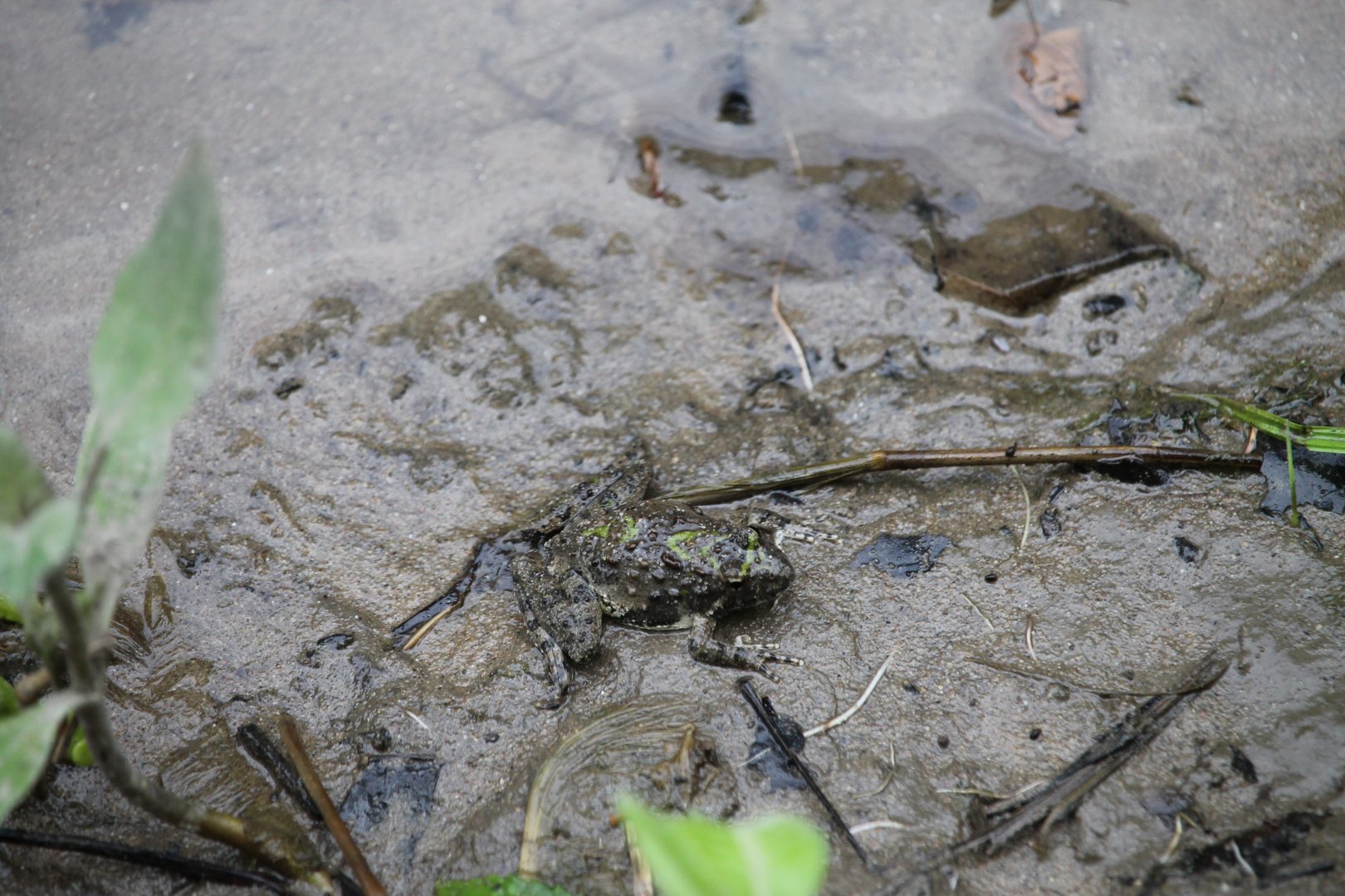 Blanchard’s cricket frog (Acris blanchardi)