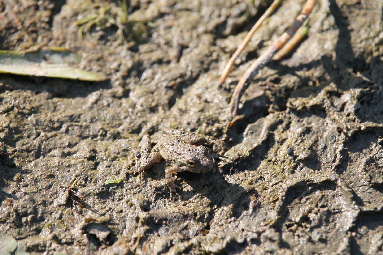 Blanchard’s cricket frog (Acris blanchardi)