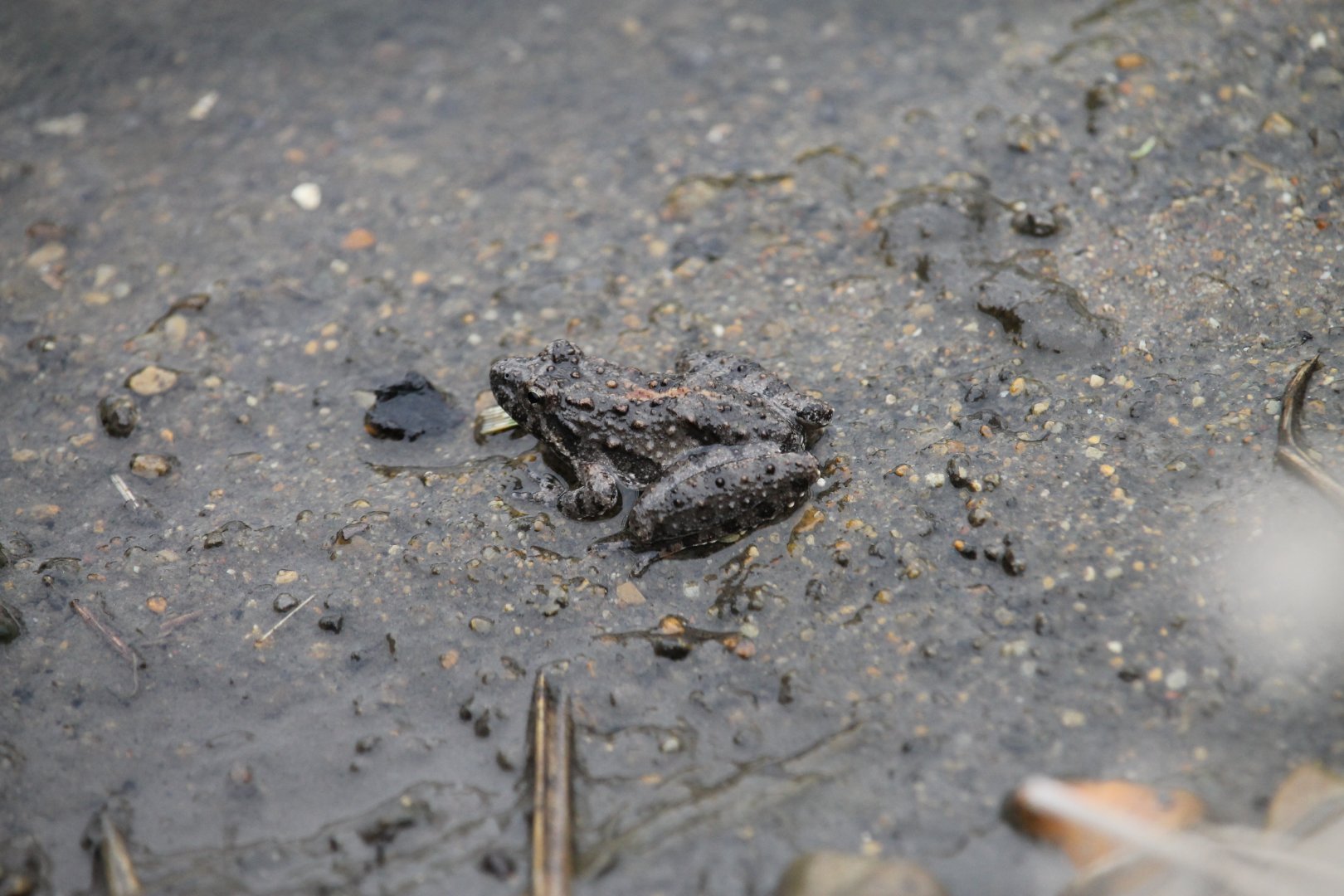 Blanchard’s cricket frog (Acris blanchardi)