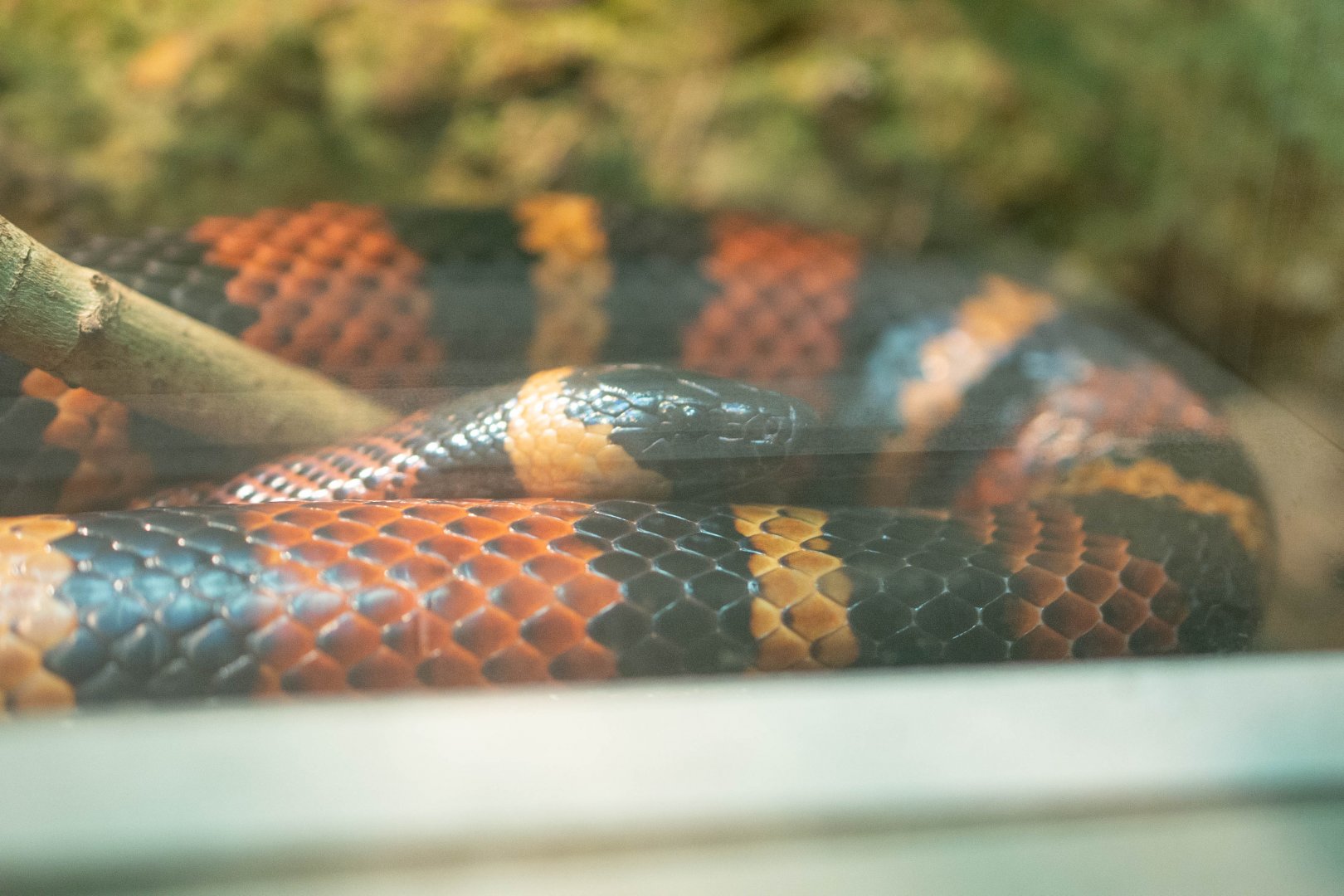Blanchard's Milk Snake- (Lampropeltis triangulum blanchardi)
