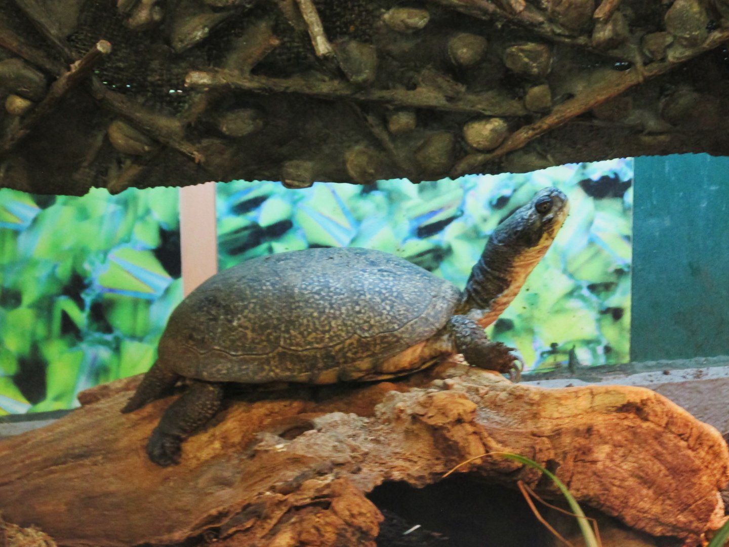 Blanding´s turtle
