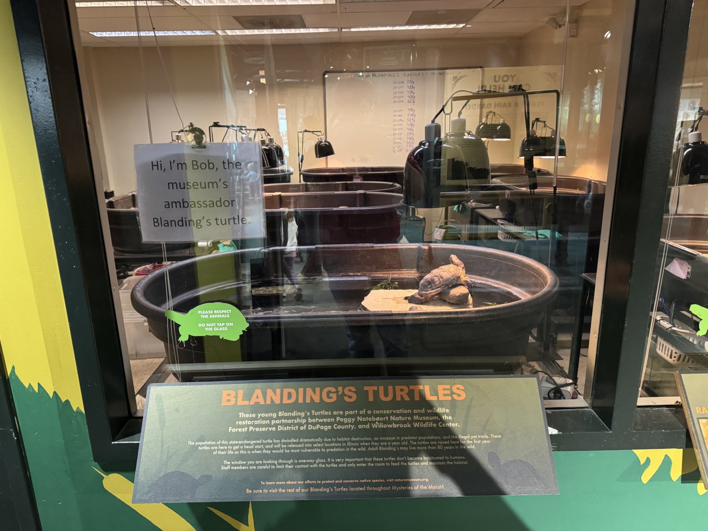 Blandings Turtle Ambassador Exhibit- December 2024
