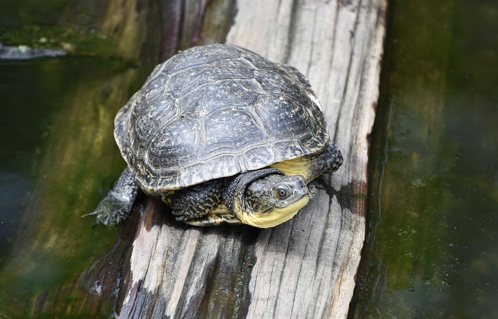 Blanding's Turtle (Emydoidea blandingii) - Cold Spring Harbor Fish Hatchery & Aquarium