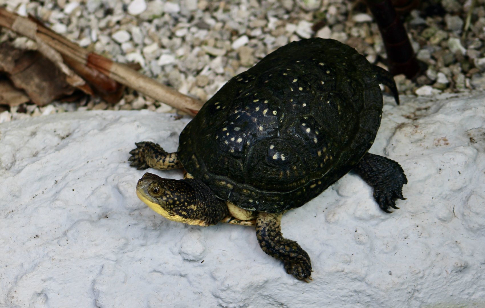 Blanding's Turtle (Emydoidea blandingii)