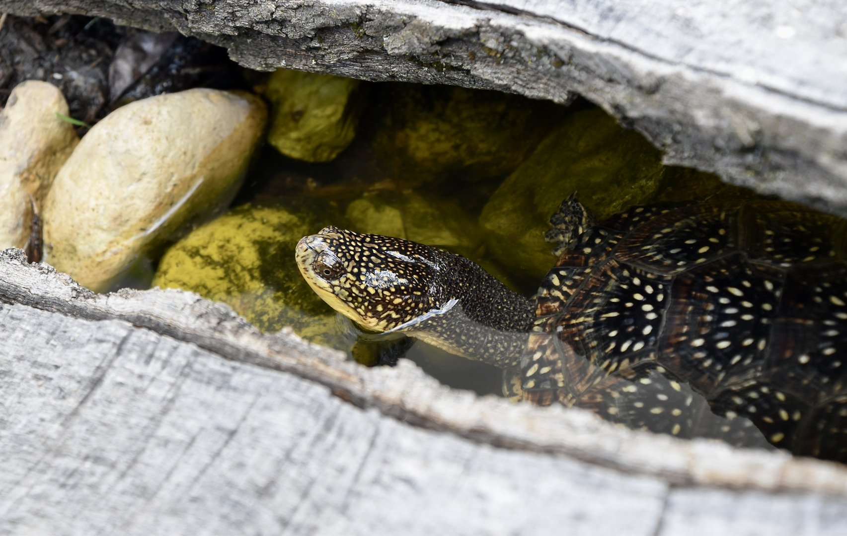 Blanding's Turtle (Emydoidea blandingii)