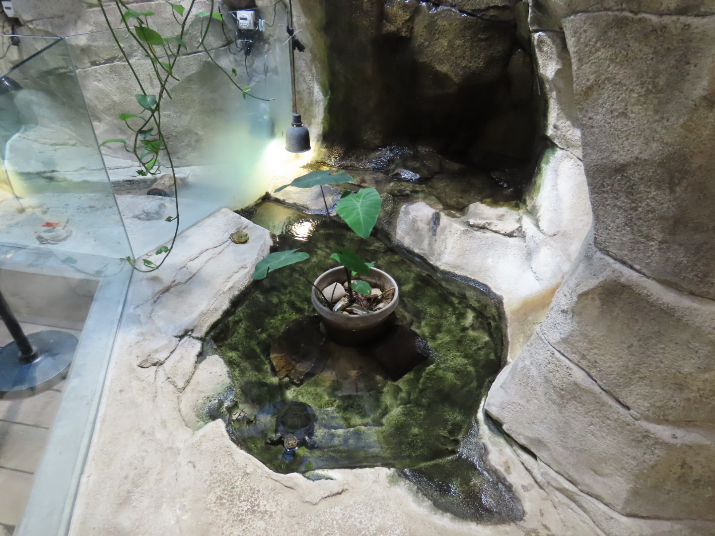 Blanding’s Turtle Exhibit