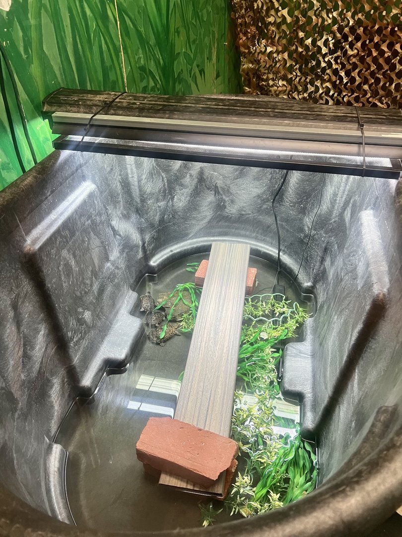 Blanding’s Turtle Hatchlings