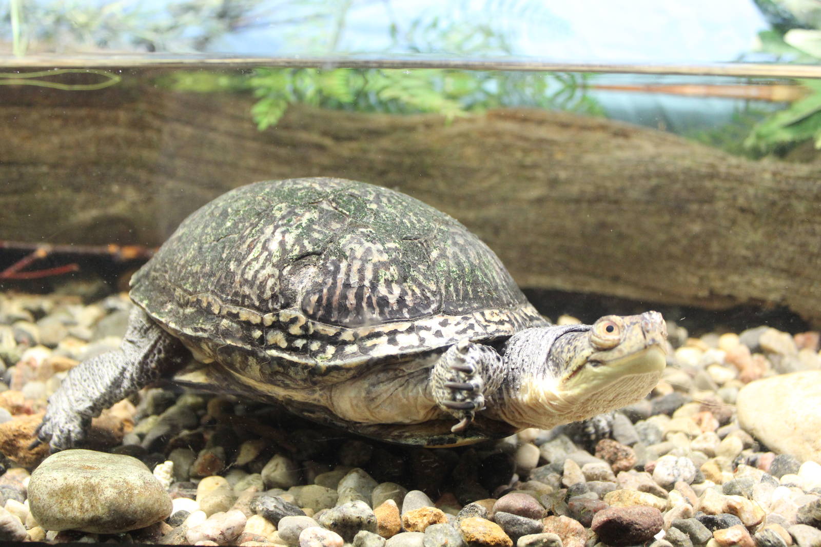 Blanding's Turtle - June 2016