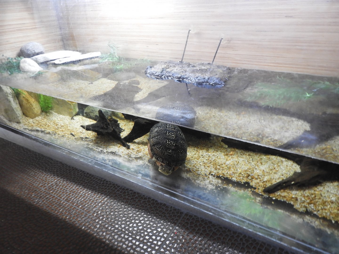 Blanding's Turtle/Pumpkinseed tank - Great Lakes Future - Reiman Aquarium