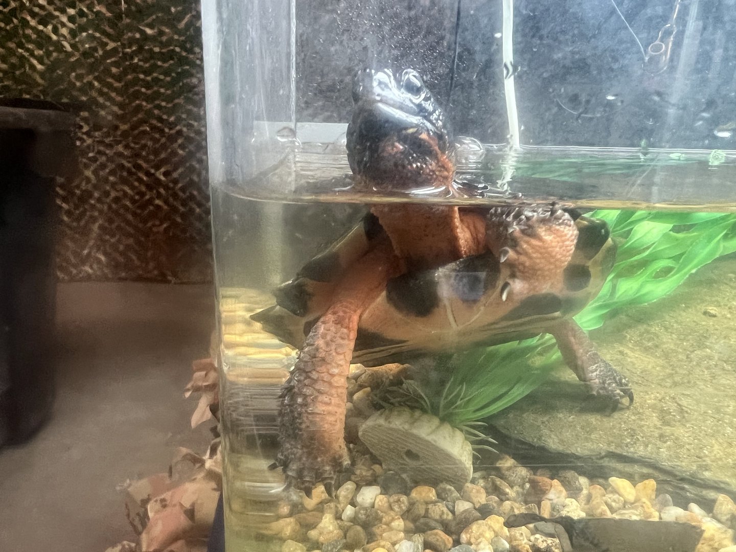 Blanding’s Turtle (signed as)?