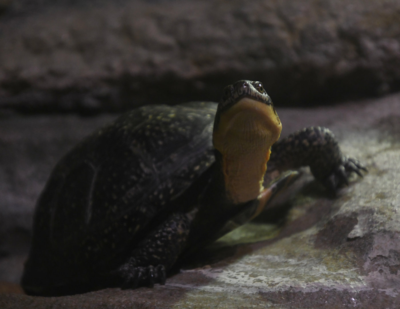 Blanding's Turtle - The Swamp
