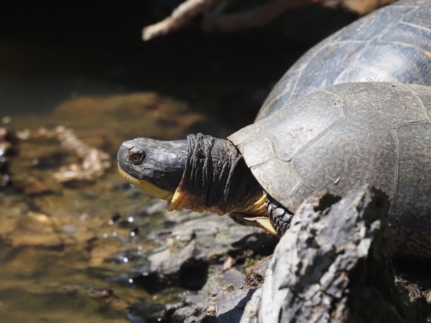 Blanding's Turtle (Wild)