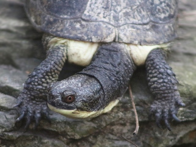 Blanding's Turtle