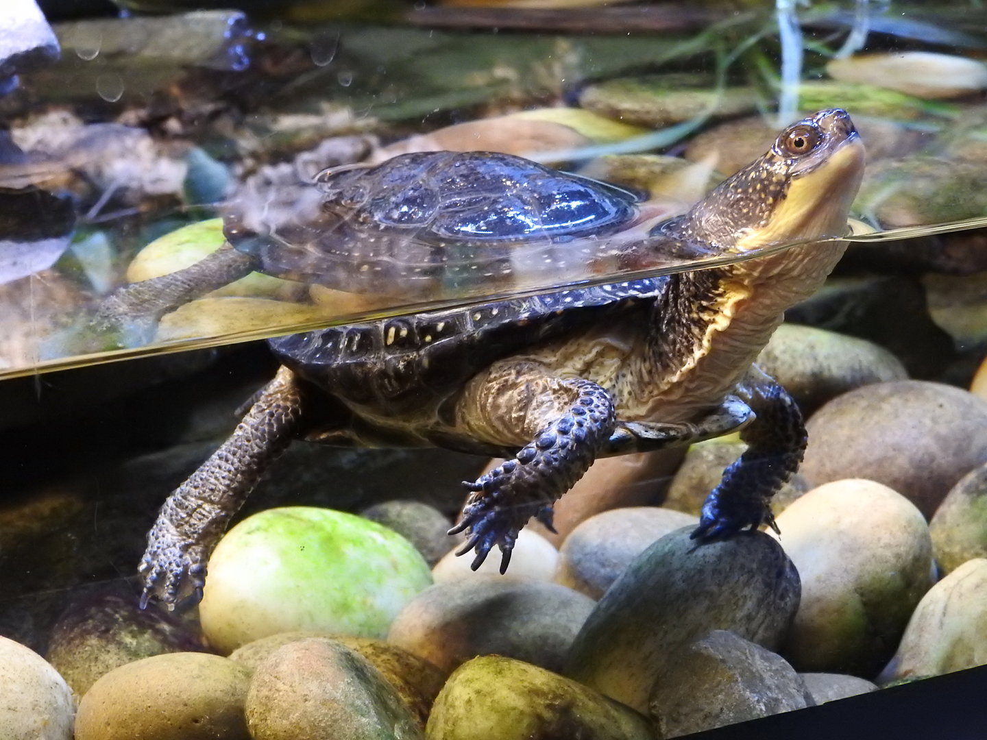 Blanding's Turtle