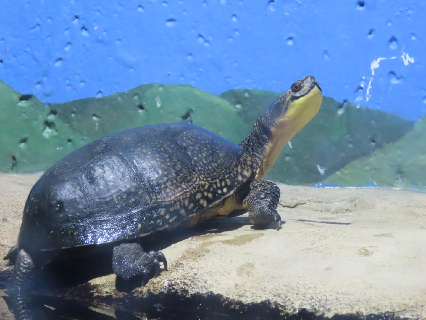 Blanding’s Turtle