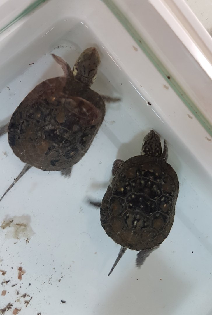 Blanding's turtles - Emydoidea blandingii