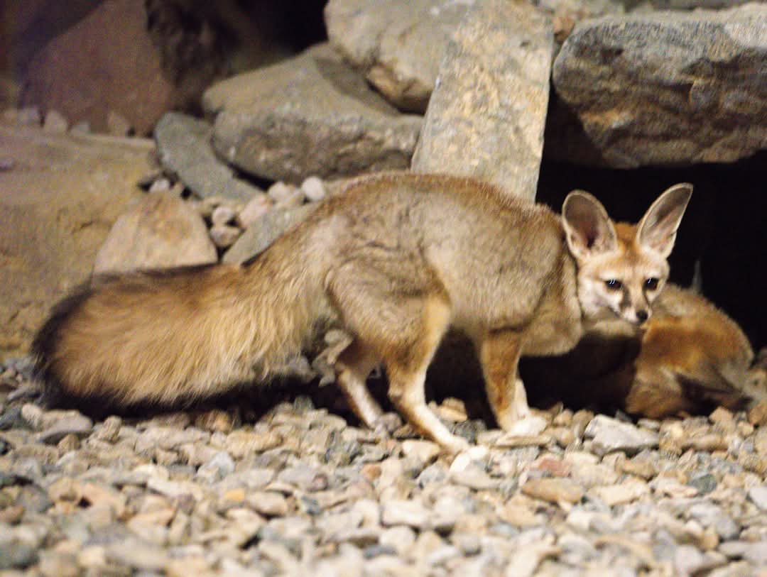 Blanford's Fox,  Al Hefaiyah Conservation Centre