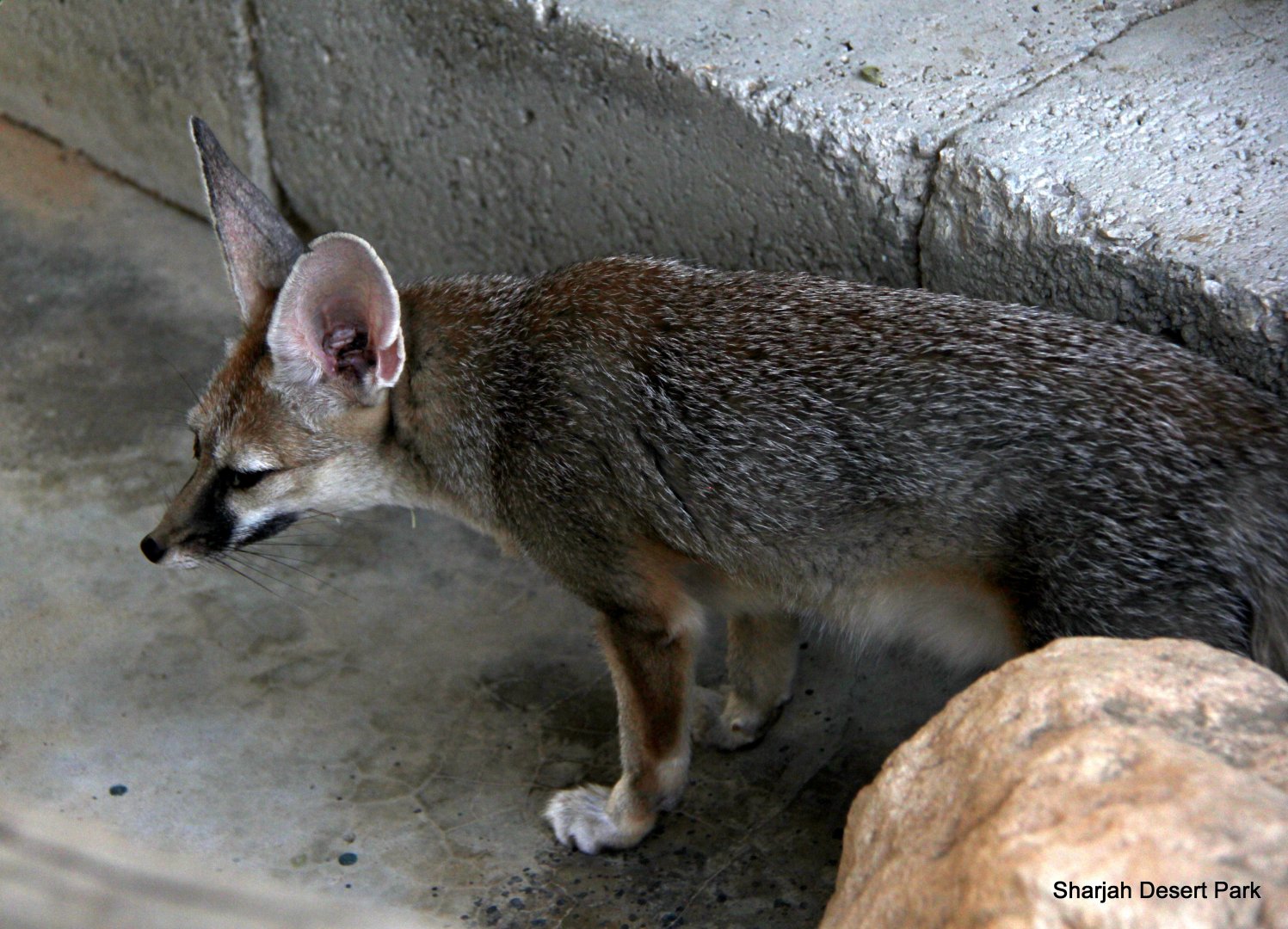 Blanford's fox (Vulpes cana) Sept 2018