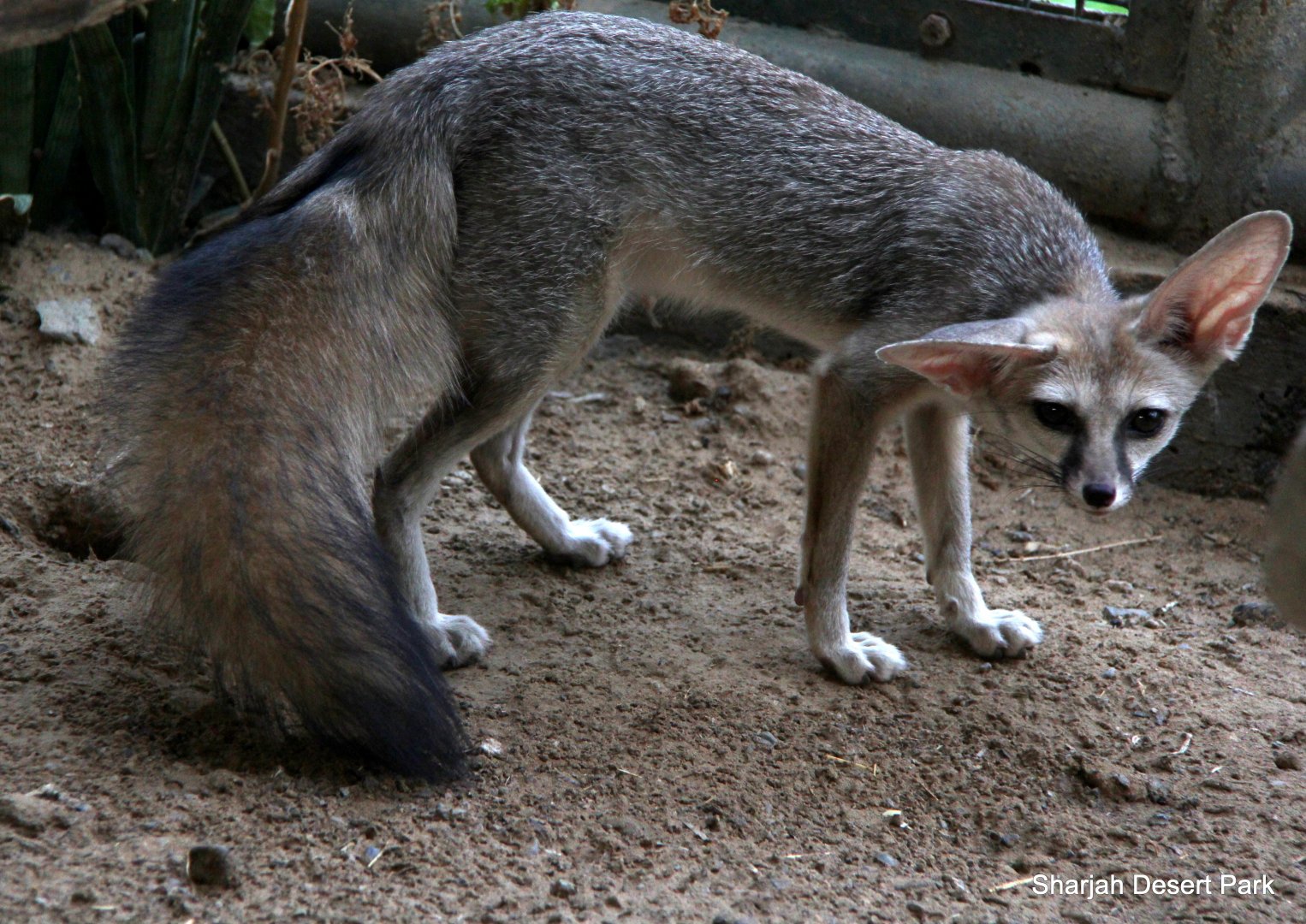 Blanford's fox (Vulpes cana) Sept 2018
