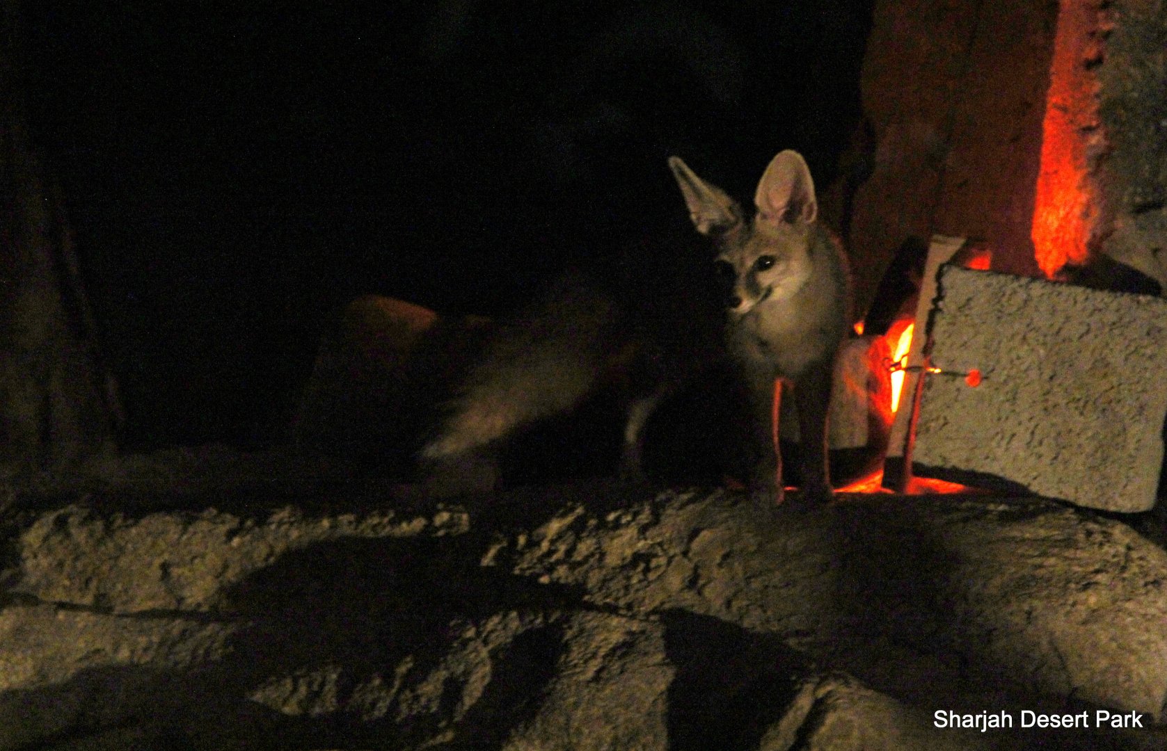 Blanford's fox (Vulpes cana) Sept 2018