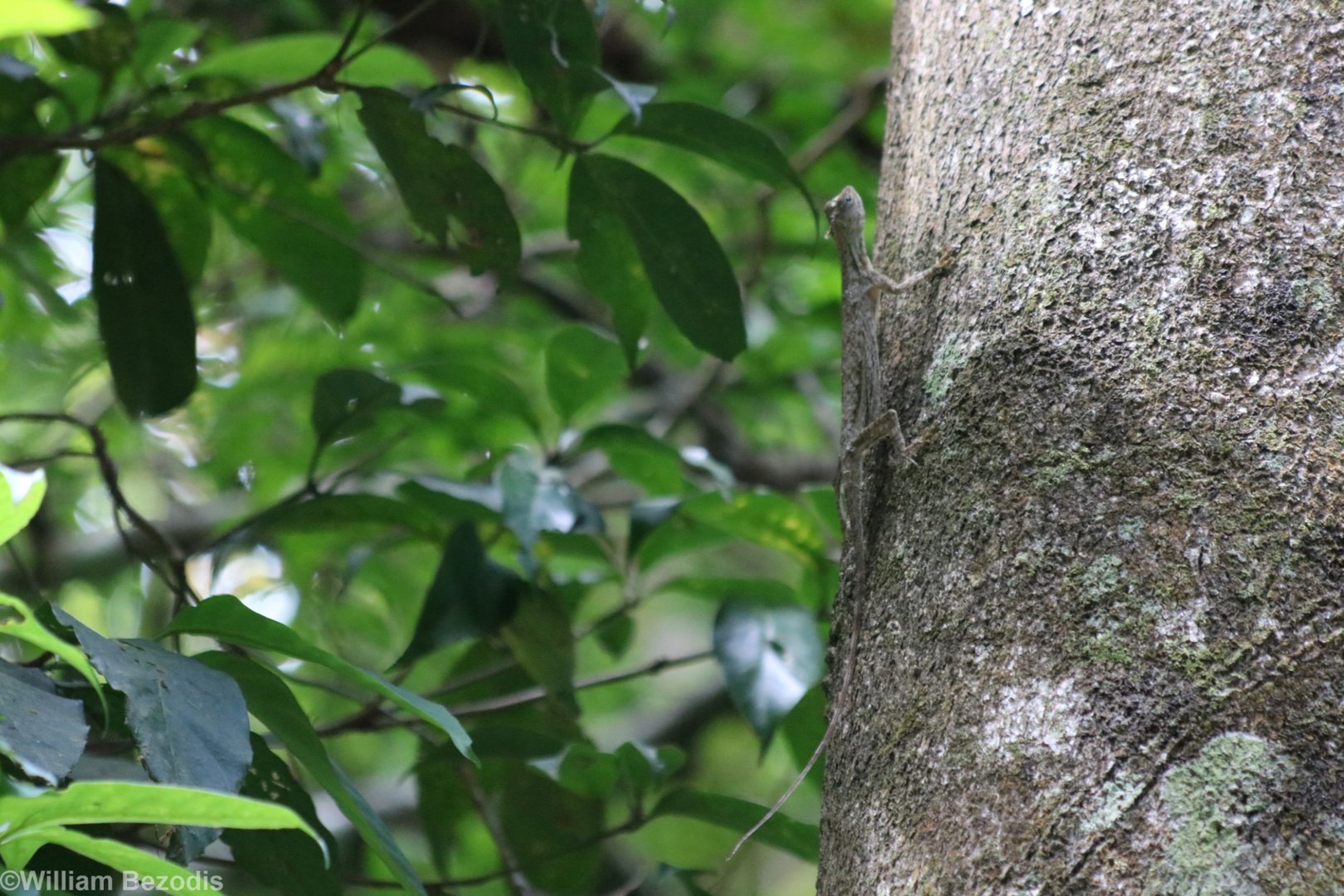 Blanford's Gliding Lizard - Kaeng Krachan National Park