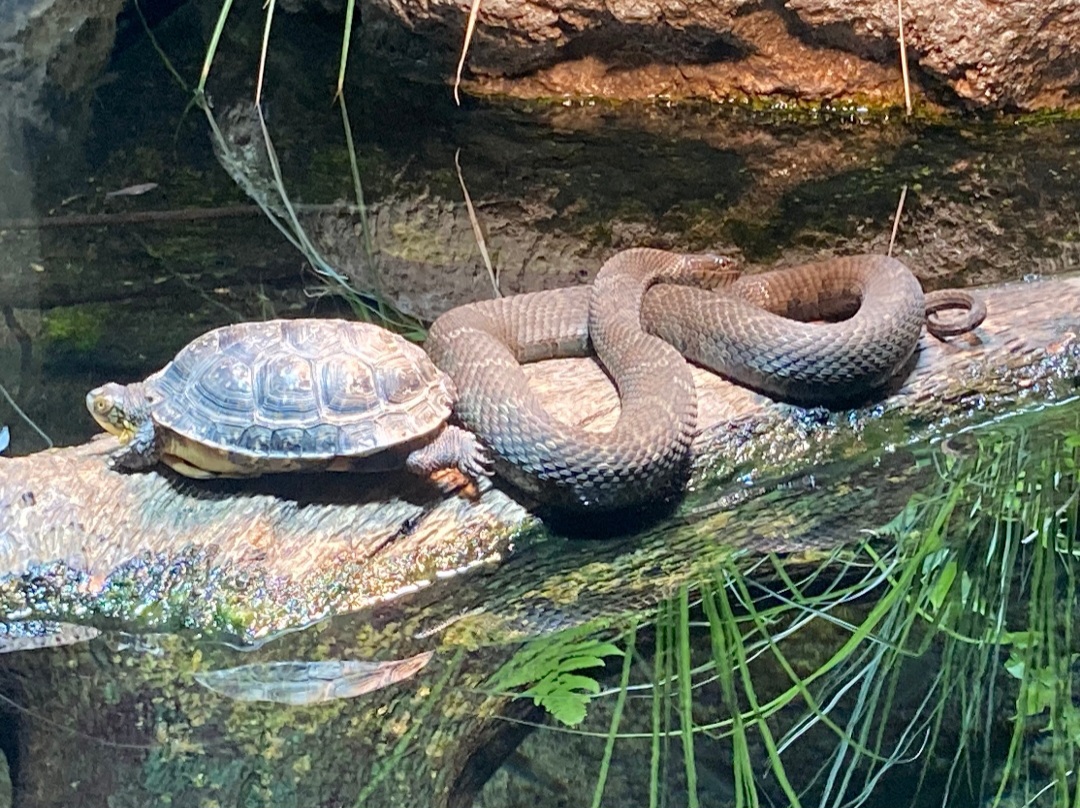 Blanford's Turtle and Northern Water Snake Buddies (8/10/23)