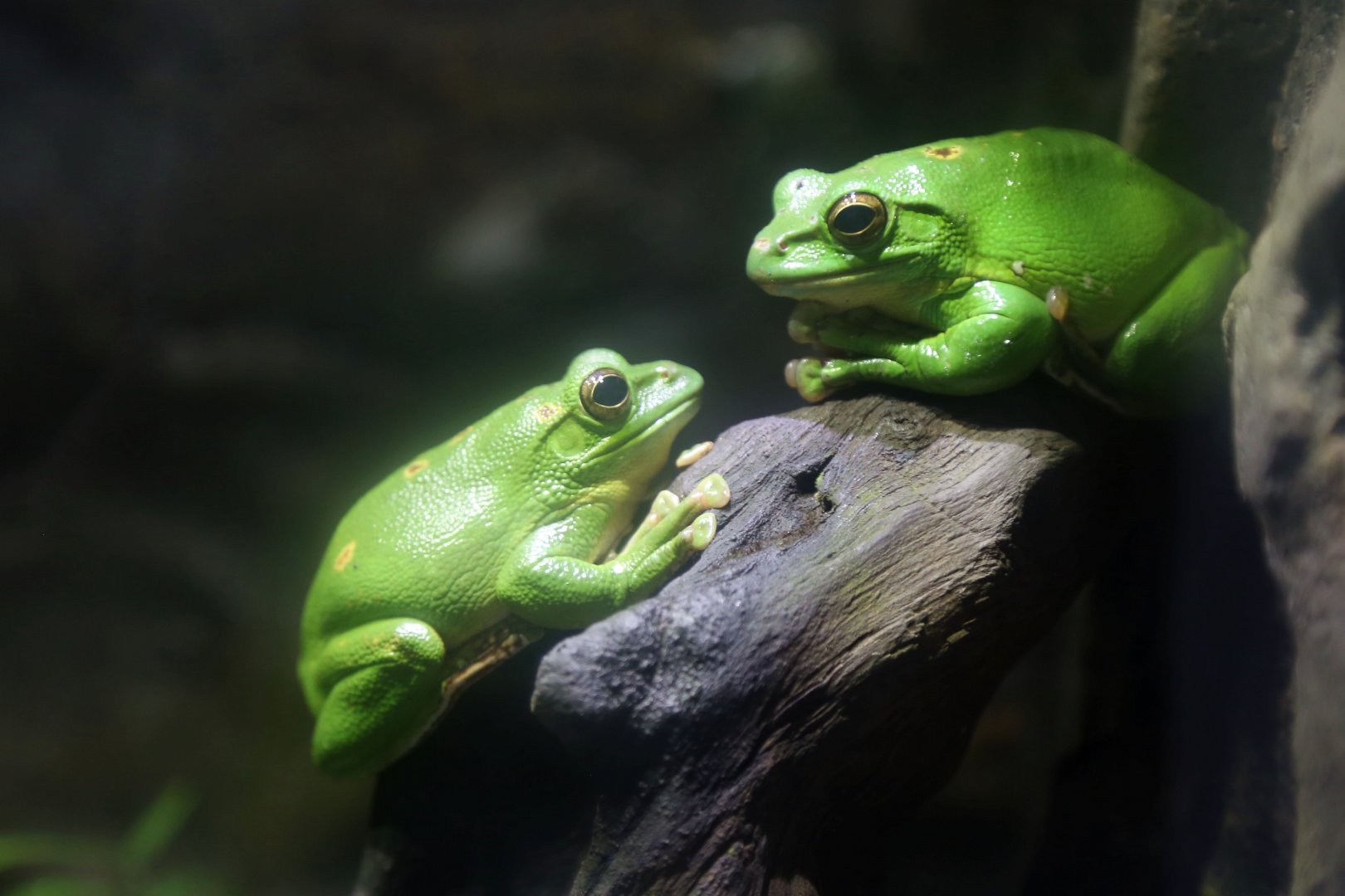 Blanford's Whipping Frog